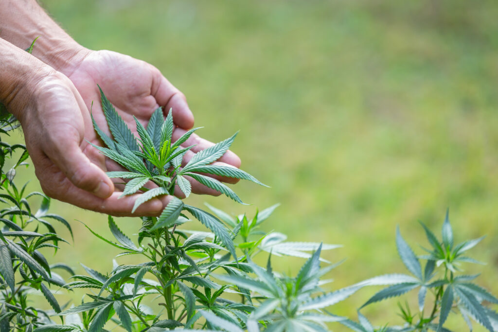 plata de cannabis
