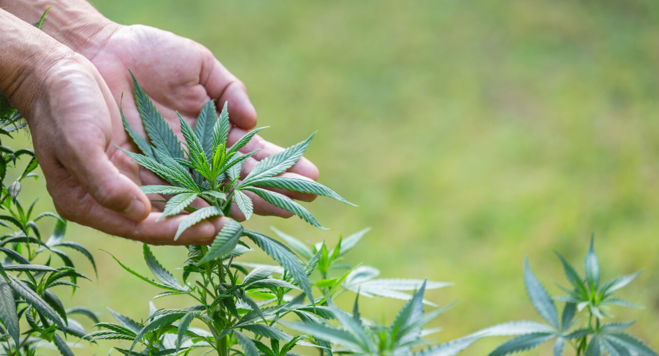 plata de cannabis