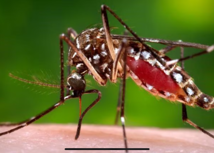 Cartagena: Erradicar el dengue es posible usando mosquitos infectados con bacteria